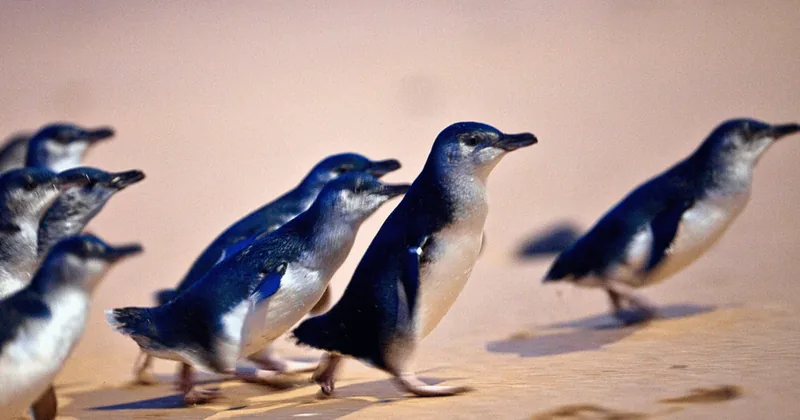 Ecotour a Phillip Island y la Penguin Parade